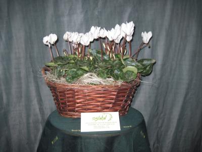 Цикломен в корзине