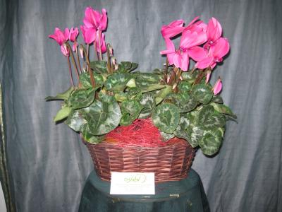 Цикламен розовый в корзине