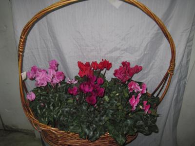 Композиция из цикламенов